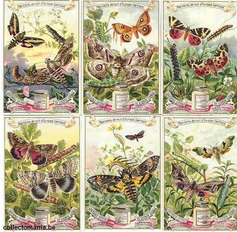 Chromo Trade Card 0555 Papillons de nuit de l'Europe centrale