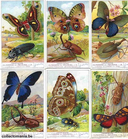 Chromo Trade Card 1315 Papillons et scarabées des tropiques