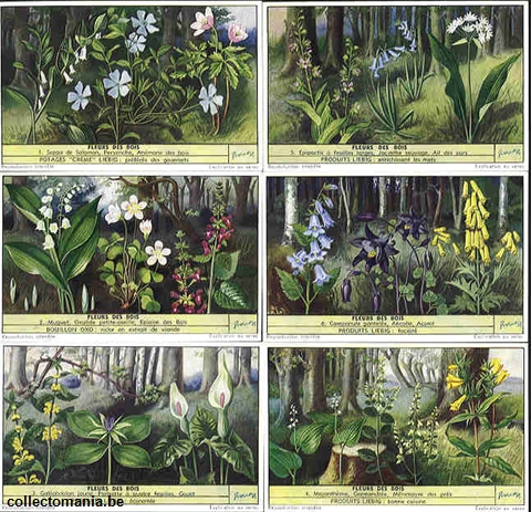 Chromo Trade Card 1568 Fleurs des bois