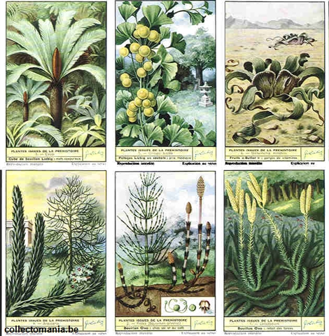 Chromo Trade Card 1693 Plantes issues de la préhistoire