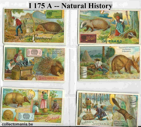 Chromo Trade Card SucI175 Natural history (12)