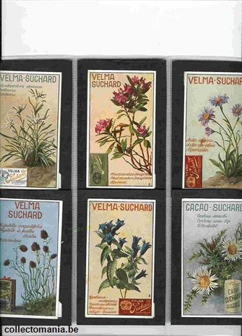 Chromo Trade Card SucI194 Alpine flowers (12)