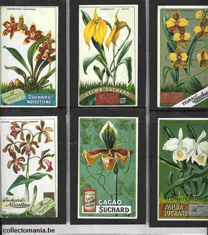 Chromo Trade Card SucI201 Orchids (12)