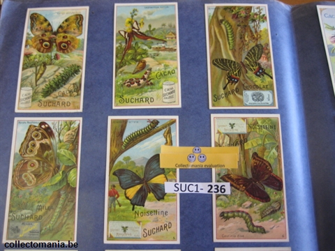 Chromo Trade Card SucI236 Exotic butterflies, moths and chrisalyses (12)
