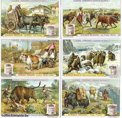 Chromo Trade Card 0503 Races bovines
