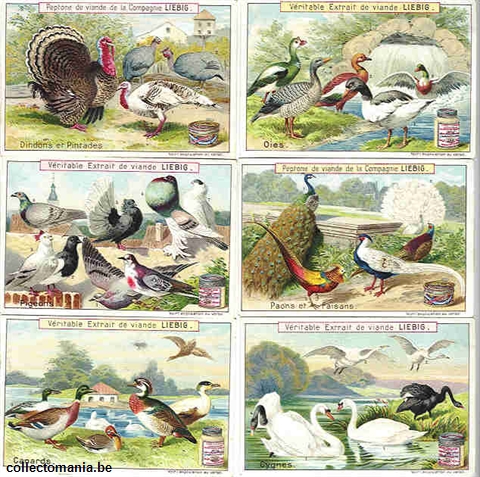 Chromo Trade Card 0607 (Oiseaux de basse-cour)