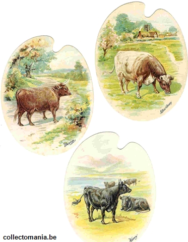 Chromo Trade Card 0689A types of cattle