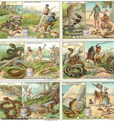Chromo Trade Card 0748 Serpents venimeux