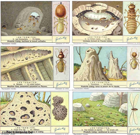 Chromo Trade Card 1364 Termites (les)