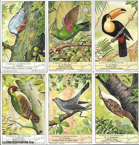 Chromo Trade Card 1365 Oiseaux grimpeurs