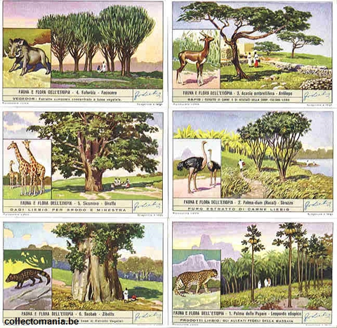 Chromo Trade Card 1414 Fauna e flora dell'Etiopa