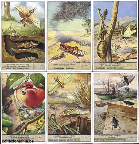 Chromo Trade Card 1458 Insectes orthoptères