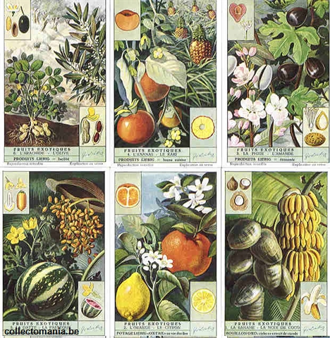 Chromo Trade Card 1537 Fruits exotiques