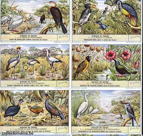 Chromo Trade Card 1632 Oiseaux du Congo