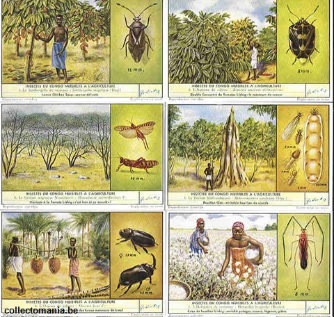Chromo Trade Card 1668 Insectes du Congo nuisibles à