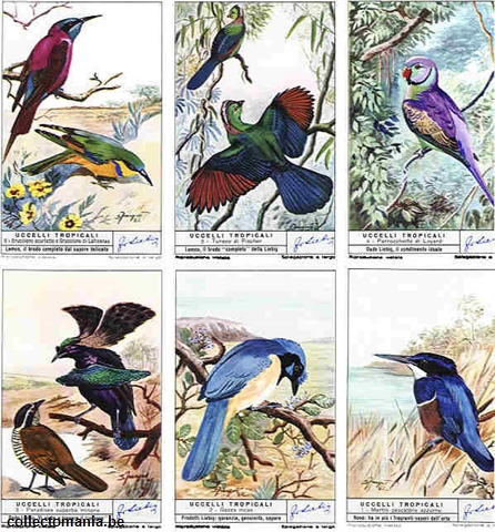 Chromo Trade Card 1797 Uccelli tropicali