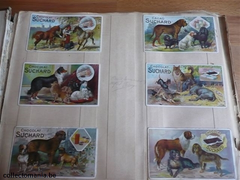 Chromo Trade Card SucI088 Breeds of horses and dogs (12)
