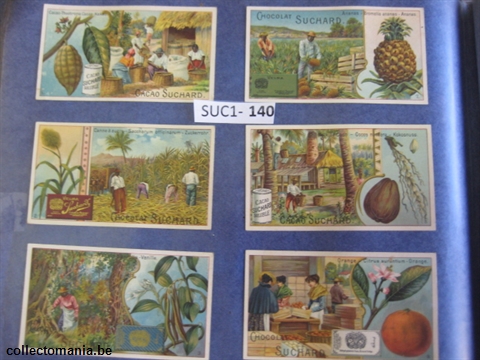 Chromo Trade Card SucI140 Usefull plants and fruits (12)