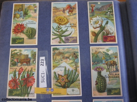 Chromo Trade Card SucI223 Cacti (12)