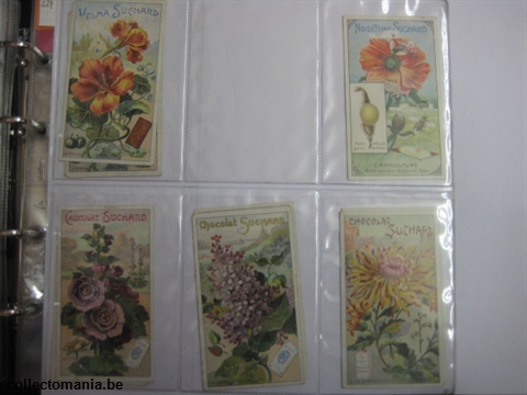 Chromo Trade Card SucI224 Garden flowers (12)