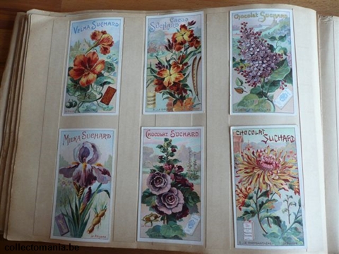 Chromo Trade Card SucI272 Garden Flowers (12)